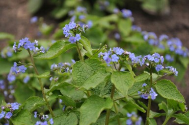 Brunnère à grosses feuilles Brunnera macrophylla 5-10 Pot 9x9 cm (P9)