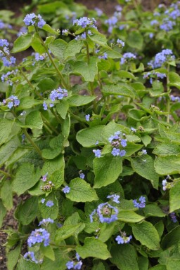 Brunnère à grosses feuilles Brunnera macrophylla 5-10 Pot 9x9 cm (P9)