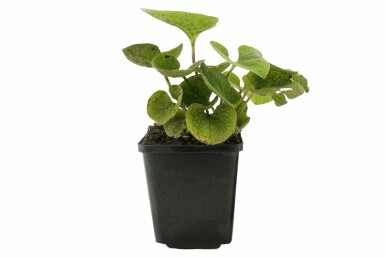 Brunnère à grosses feuilles Brunnera macrophylla 5-10 Pot 9x9 cm (P9) Brunnera macrophylla
