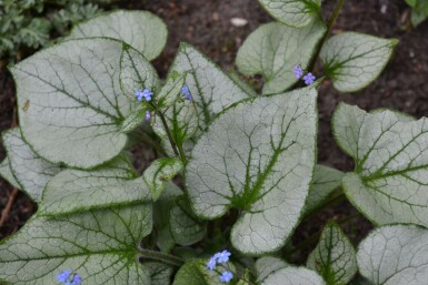 Brunnère à grosses feuilles Brunnera macrophylla 'Jack Frost' 5-10 Pot 9x9 cm (P9) Brunnera macrophylla 'Jack Frost'