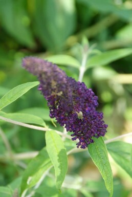 Buddleia de David Buddleja davidii 'Black Knight' Arbuste 60-80 Pot 10 l (C10) Buddleja davidii 'Black Knight' arbuste 60-80 cm