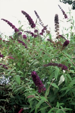 Buddleja davidii 'Black Knight' C12 80-100