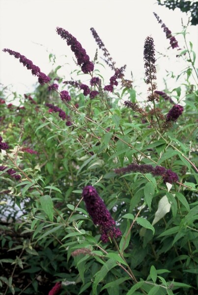 Buddleia de David Buddleja davidii 'Black Knight' Arbuste 20-30 Pot 2 l (C2) Buddleja davidii 'Black Knight' arbuste 20-30 cm