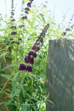 Buddleia de David Buddleja davidii 'Black Knight' Arbuste 20-30 Pot 2 l (C2) Buddleja davidii 'Black Knight' arbuste 20-30 cm