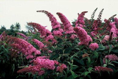 Buddleia de David Buddleja davidii 'Pink Delight' Arbuste 30-40 Pot 3 l (C3)