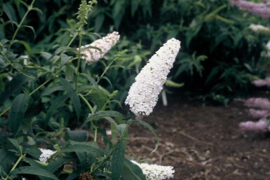 Buddleia de David Buddleja davidii 'White Profusion' Arbuste 30-40 Pot 3 l (C3) Buddleja davidii 'White Profusion' arbuste 30-40 cm