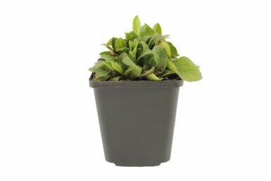 Buphtalme à feuilles de saule Buphthalmum salicifolium 5-10 Pot 9x9 cm (P9) Buphthalmum salicifolium