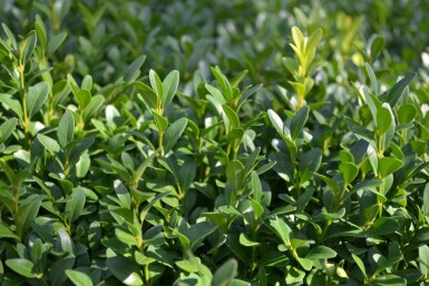 Buis toujours vert Buxus sempervirens 5-10 Pot 9x9 cm (P9)