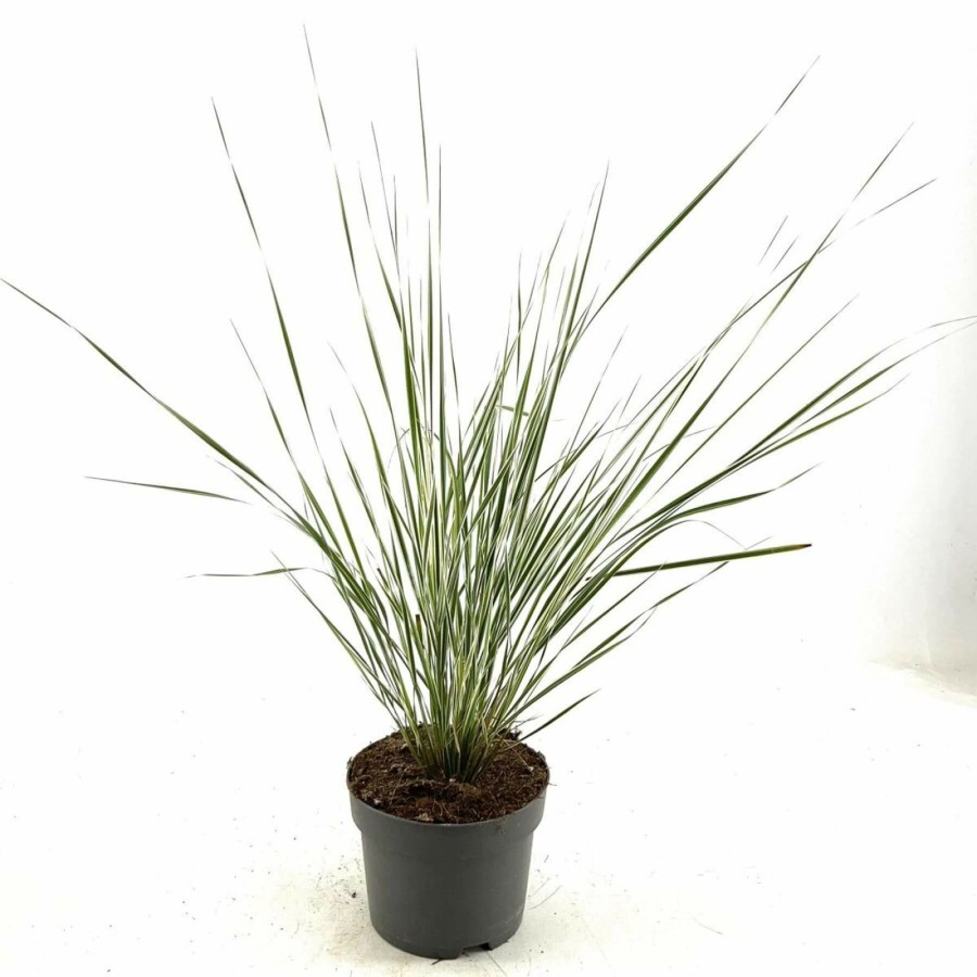 Calamagrostide à fleurs aiguës Calamagrostis × acutiflora 'Overdam' 10-15 Pot 2 l (C2) Calamagrostis × acutiflora 'Overdam'