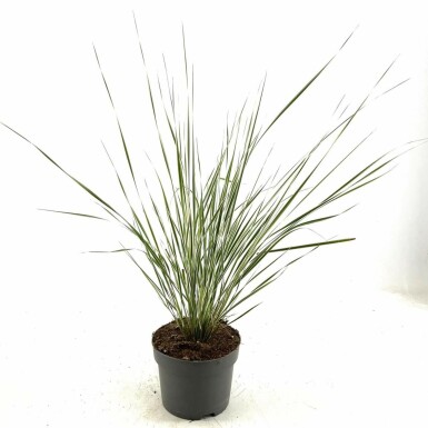 Calamagrostide à fleurs aiguës Calamagrostis × acutiflora 'Overdam' 10-15 Pot 2 l (C2) Calamagrostis × acutiflora 'Overdam'
