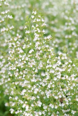 Clinopodium nepeta subsp. nepeta