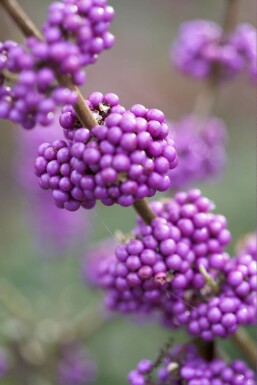 Callicarpe de Bodinier Callicarpa bodinieri 'Profusion' Arbuste 30-40 Pot 2 l (C2) Callicarpa bodinieri 'Profusion' arbuste 30-40 cm