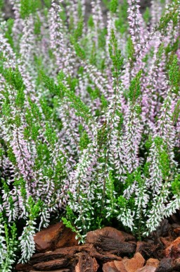 Callune commune Calluna vulgaris 'Pink Angie' 5-10 Pot â 9,5cm (P9,5)