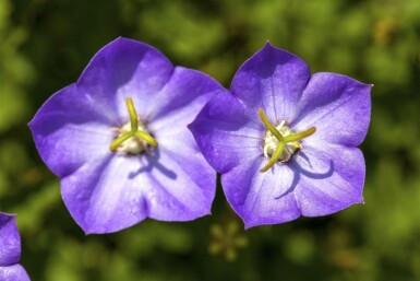 Campanule des Carpates Campanula carpatica 5-10 Pot 9x9 cm (P9)