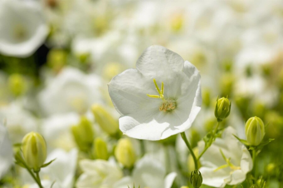 Campanule des Carpates Campanula carpatica 'Alba' 5-10 Pot 9x9 cm (P9) Campanula carpatica 'Alba'