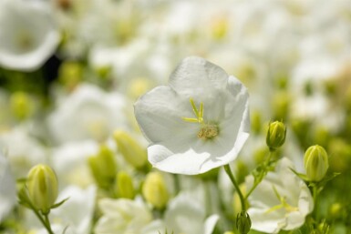 Campanule des Carpates Campanula carpatica 'Alba' 5-10 Pot 9x9 cm (P9) Campanula carpatica 'Alba'