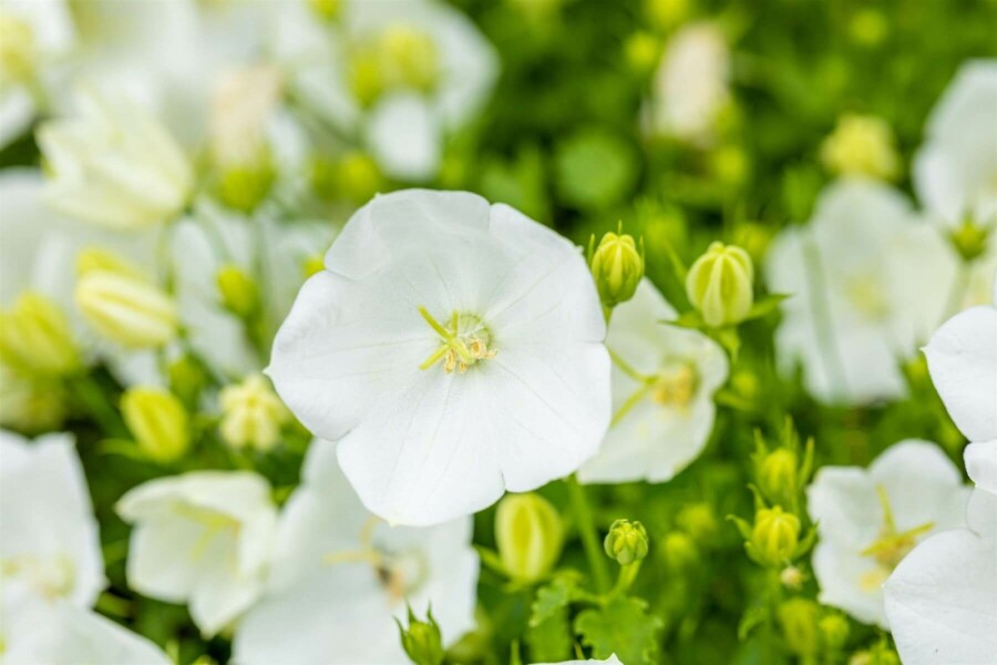Campanule des Carpates Campanula carpatica 'Alba' 5-10 Pot 9x9 cm (P9) Campanula carpatica 'Alba'