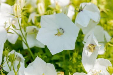 Campanule des Carpates Campanula carpatica 'Alba' 5-10 Pot 9x9 cm (P9) Campanula carpatica 'Alba'