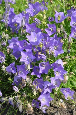 Campanule des Carpates Campanula carpatica 'Blaue Clips' 5-10 Pot 9x9 cm (P9) Campanula carpatica 'Blaue Clips'