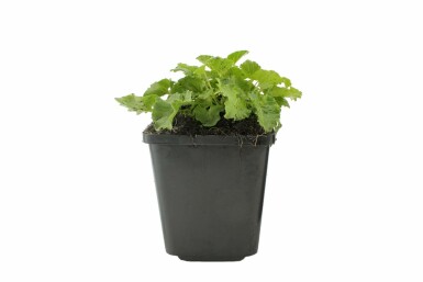 Campanule des Carpates Campanula carpatica 'Blaue Clips' 5-10 Pot 9x9 cm (P9) Campanula carpatica 'Blaue Clips'