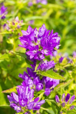 Campanule agglomérée Campanula glomerata 'Acaulis' 5-10 Pot 9x9 cm (P9) Campanula glomerata 'Acaulis'