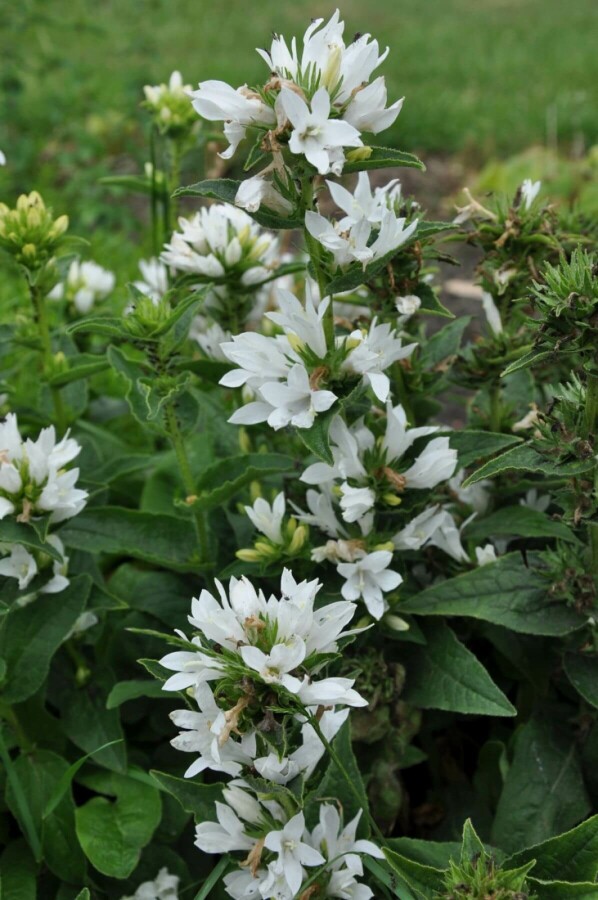 Campanule agglomérée Campanula glomerata 'Alba' 5-10 Pot 9x9 cm (P9) Campanula glomerata 'Alba'