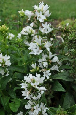 Campanule agglomérée Campanula glomerata 'Alba' 5-10 Pot 9x9 cm (P9) Campanula glomerata 'Alba'