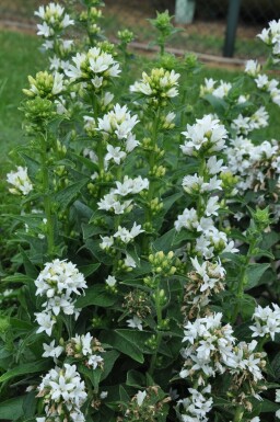 Campanule agglomérée Campanula glomerata 'Alba' 5-10 Pot 9x9 cm (P9) Campanula glomerata 'Alba'