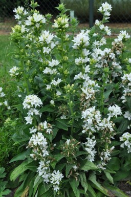 Campanule agglomérée Campanula glomerata 'Alba' 5-10 Pot 9x9 cm (P9) Campanula glomerata 'Alba'