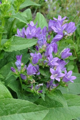 Campanule agglomérée Campanula glomerata 'Superba' 5-10 Pot 9x9 cm (P9)