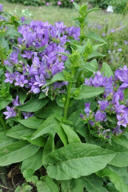 Campanule agglomérée Campanula glomerata 'Superba' 5-10 Pot 9x9 cm (P9) Campanula glomerata 'Superba'