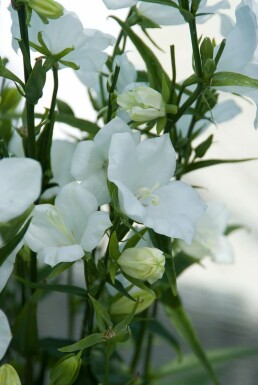 Campanule à feuilles de pêcher Campanula persicifolia 'Alba' 5-10 Pot 9x9 cm (P9)