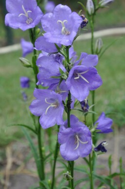 Campanule à feuilles de pêcher Campanula persicifolia 'Coerulea' 5-10 Pot 9x9 cm (P9) Campanula persicifolia 'Coerulea'