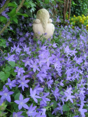 Campanule des murailles Campanula portenschlagiana 10-15 Pot 2 l (C2) Campanula portenschlagiana