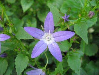 Campanule des murailles Campanula portenschlagiana 5-10 Pot 9x9 cm (P9) Campanula portenschlagiana
