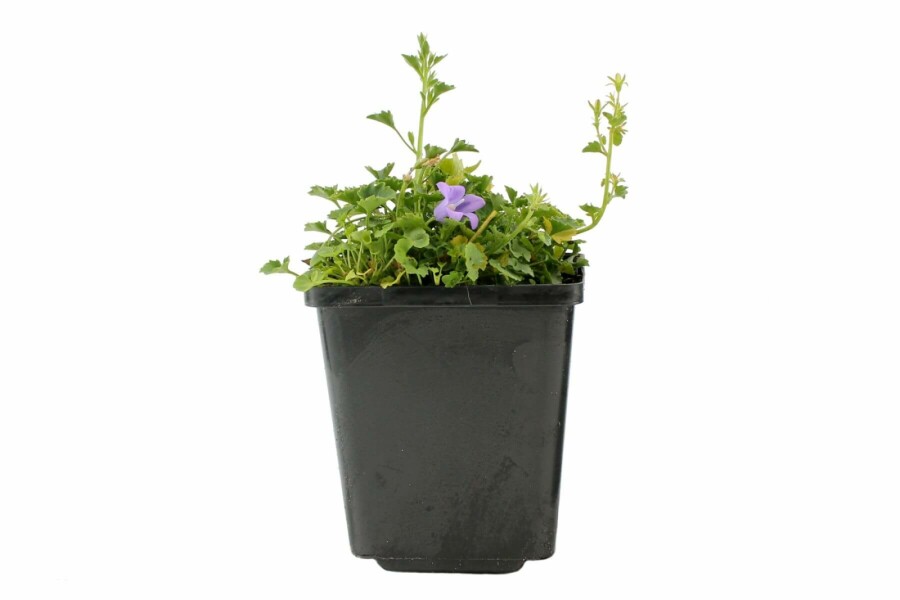 Campanule des murailles Campanula portenschlagiana 5-10 Pot 9x9 cm (P9) Campanula portenschlagiana