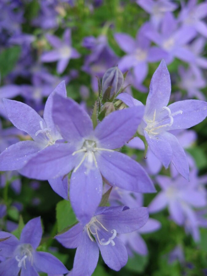 Campanule des murailles Campanula portenschlagiana 5-10 Pot 9x9 cm (P9) Campanula portenschlagiana