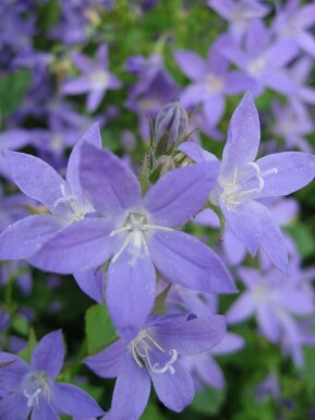 Campanule des murailles Campanula portenschlagiana 5-10 Pot 9x9 cm (P9) Campanula portenschlagiana
