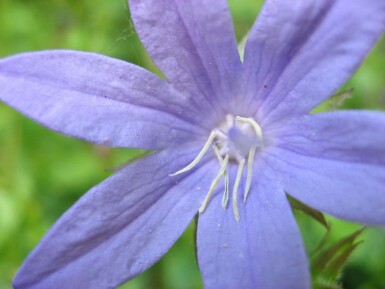 Campanule des murailles Campanula portenschlagiana 5-10 Pot 9x9 cm (P9) Campanula portenschlagiana