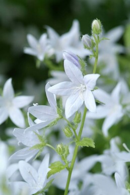 Campanule de Poscharsky Campanula poscharskyana 'E.H. Frost' 5-10 Pot 9x9 cm (P9) Campanula poscharskyana 'E.H. Frost'