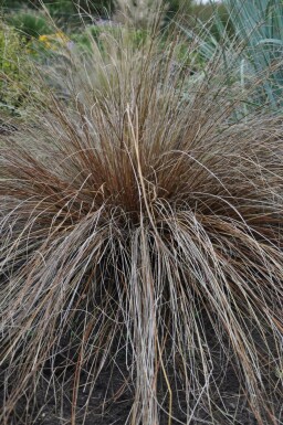 Laîche de Buchanan Carex buchananii 5-10 Pot 9x9 cm (P9) Carex buchananii