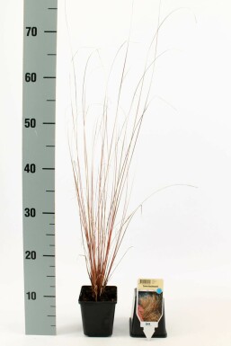 Laîche de Buchanan Carex buchananii 5-10 Pot 9x9 cm (P9) Carex buchananii