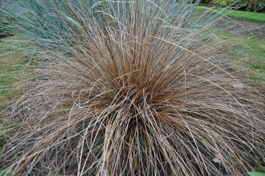 Laîche de Buchanan Carex buchananii 5-10 Pot 9x9 cm (P9) Carex buchananii