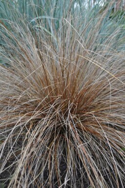 Laîche de Buchanan Carex buchananii 5-10 Pot 9x9 cm (P9) Carex buchananii
