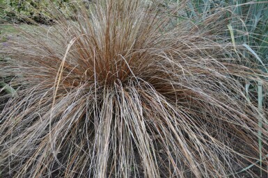 Laîche de Buchanan Carex buchananii 5-10 Pot 9x9 cm (P9) Carex buchananii
