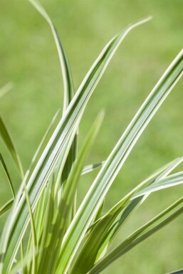 Laîche caryophyllée Carex caryophyllea 'The Beatles' 5-10 Pot 9x9 cm (P9)