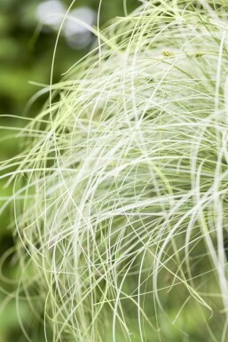 Laîche Carex comans 'Frosted Curls' 5-10 Pot 9x9 cm (P9) Carex comans 'Frosted Curls'