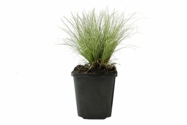 Laîche Carex comans 'Frosted Curls' 5-10 Pot 9x9 cm (P9) Carex comans 'Frosted Curls'