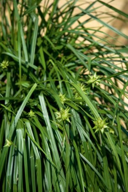 Laîche de Gray Carex grayi 5-10 Pot 9x9 cm (P9) Carex grayi