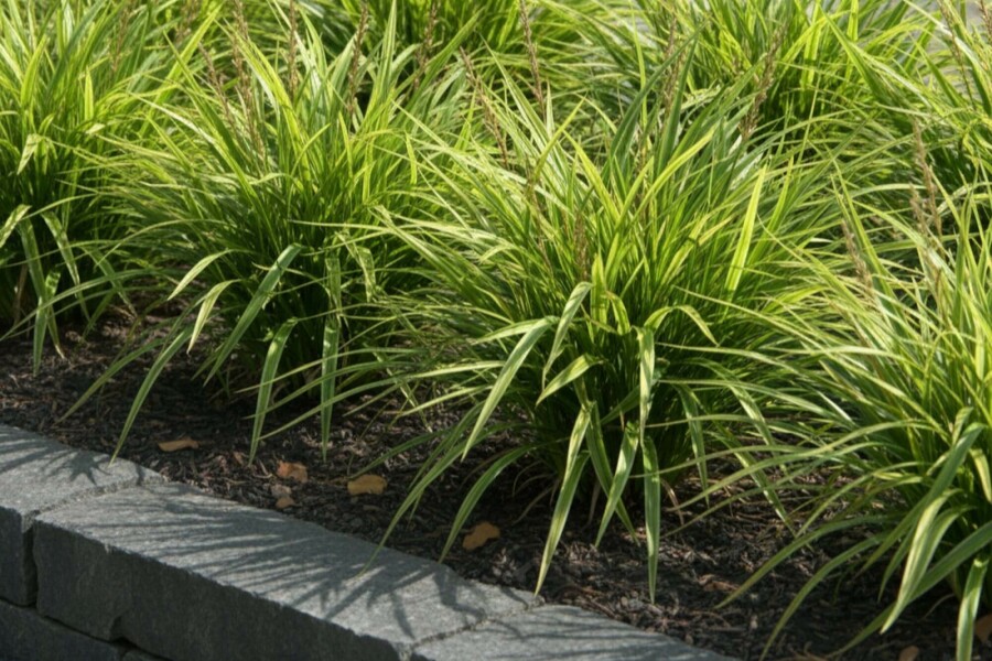Laîche du Japon Carex morrowii 10-15 Pot 2 l (C2) Carex morrowii